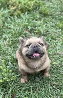 Bella, a female French Bulldog for sale in Deland, FL – Photo 3 of 8