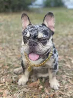 B Rad, a male French Bulldog for sale in Deland, FL – 6 of 6