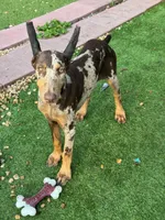 Doja , a female Doberman Pinscher for sale in Deland, FL – 7 of 8