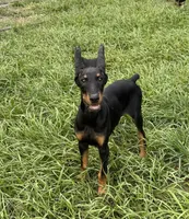 Bat Man , a male Doberman Pinscher for sale in Deland, FL – 2 of 8