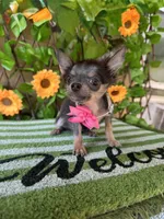 Tiny tea Cup Blue Bell, a female Chihuahua for sale in Deland, FL – 4 of 6