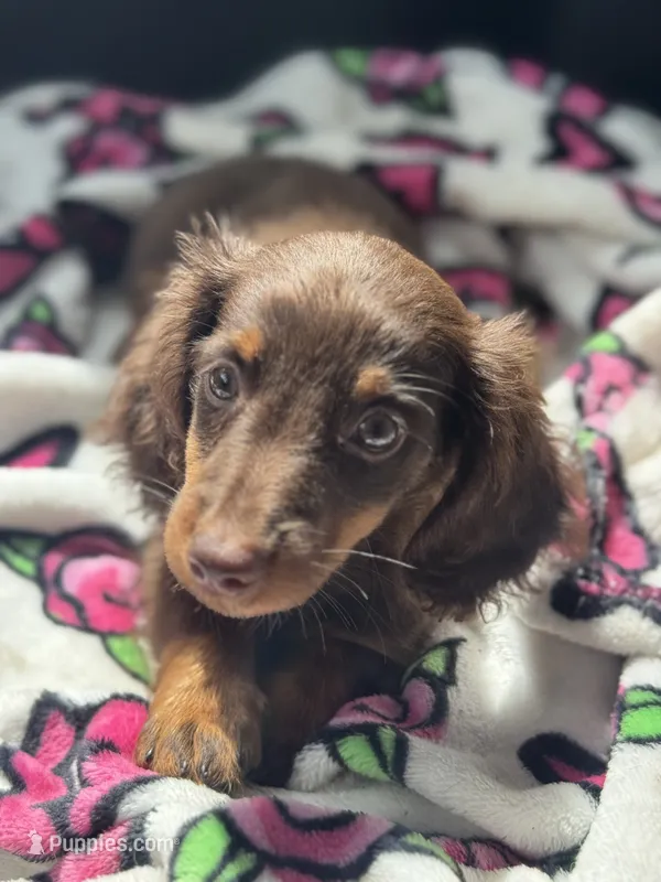 Buster – Miniature Dachshund puppy for sale in Deland, FL