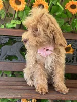 Peaches Toy Size , a female Miniature Bernedoodle for sale in Deland, FL – 10 of 10