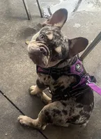 B Rad, a male French Bulldog for sale in Deland, FL – 4 of 6