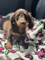 Buster, a male Miniature Dachshund for sale in Deland, FL – 2 of 3