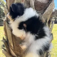 Tiny Timmy, a male Pomeranian for sale in Deland, FL – Photo 7 of 10