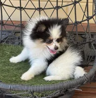 Tiny Timmy, a male Pomeranian for sale in Deland, FL – Photo 10 of 10