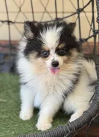 Tiny Timmy, a male Pomeranian for sale in Deland, FL – Photo 1 of 10