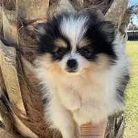 Tiny Timmy, a male Pomeranian for sale in Deland, FL – Photo 6 of 10