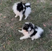 Tiny Timmy, a male Pomeranian for sale in Deland, FL – Photo 9 of 10