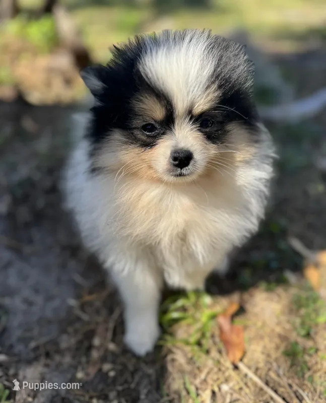 Timmy – Pomeranian puppy for sale in Deland, FL