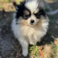 Tiny Timmy, a male Pomeranian for sale in Deland, FL – Photo 2 of 10