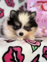 Timmy, a male Pomeranian for sale in Deland, FL – Photo 2 of 4