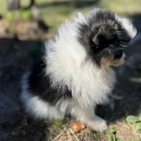 Tiny Timmy, a male Pomeranian for sale in Deland, FL – Photo 4 of 10