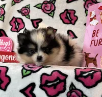 Timmy, a male Pomeranian for sale in Deland, FL – Photo 3 of 4