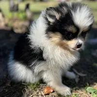Tiny Timmy, a male Pomeranian for sale in Deland, FL – Photo 3 of 10