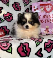 Timmy, a male Pomeranian for sale in Deland, FL – Photo 4 of 4