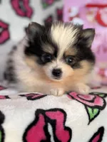 Timmy, a male Pomeranian for sale in Deland, FL – Photo 1 of 4