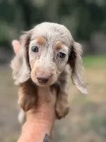 Pixie, a female Miniature Dachshund for sale in Deland, FL – 4 of 7