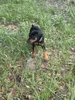 Baby Bellla, a female Doberman Pinscher for sale in Deland, FL – 10 of 10