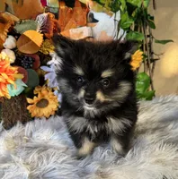 Twix, a male Pomeranian and Pomsky for sale in Deland, FL – 3 of 7