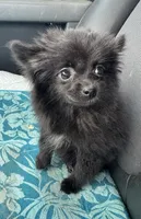 PomPom , a female Pomeranian for sale in Deland, FL – 2 of 4