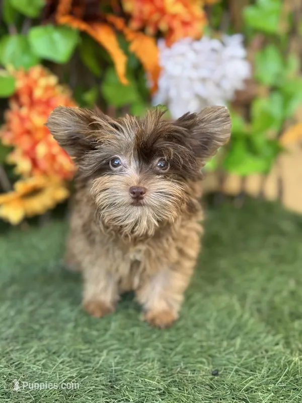 Tipsy – Yorkshire Terrier puppy for sale in Deland, FL