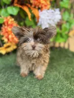Tipsy, a female Yorkshire Terrier for sale in Deland, FL – 3 of 10