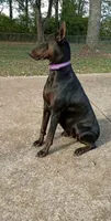 Bat Man , a male Doberman Pinscher for sale in Deland, FL – 5 of 8