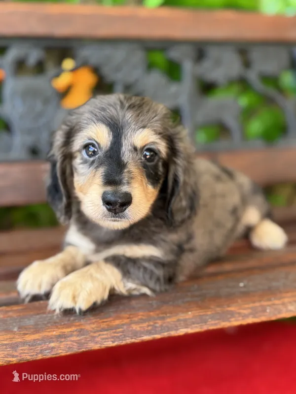 Bandit  – Miniature Dachshund puppy for sale in Deland, FL
