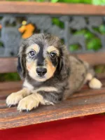 Bandit , a male Miniature Dachshund for sale in Deland, FL – 1 of 2