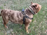 Cookie Bear , a female American Bully for sale in Deland, FL – 6 of 7