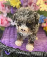 Baby Boy Micro , a male Poodle - Toy  and Miniature Bernedoodle for sale in Deland, FL – 2 of 10