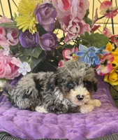 Baby Boy Micro , a male Poodle - Toy  and Miniature Bernedoodle for sale in Deland, FL – 8 of 10