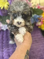 Baby Boy Micro , a male Poodle - Toy  and Miniature Bernedoodle for sale in Deland, FL – 3 of 10