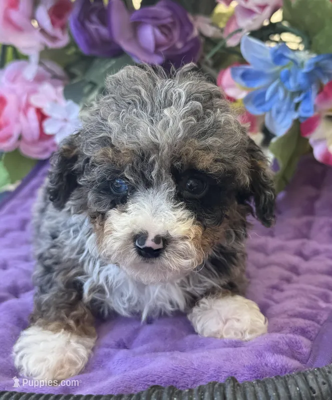 Baby Boy Micro  – Poodle - Toy , Miniature Bernedoodle puppy for sale in Deland, FL