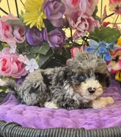 Baby Boy Micro , a male Poodle - Toy  and Miniature Bernedoodle for sale in Deland, FL – 7 of 10