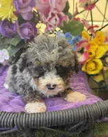 Baby Boy Micro , a male Poodle - Toy  and Miniature Bernedoodle for sale in Deland, FL – 6 of 10