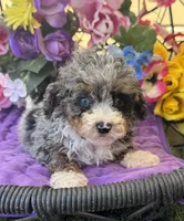 Baby Boy Micro , a male Poodle - Toy  and Miniature Bernedoodle for sale in Deland, FL – 5 of 10