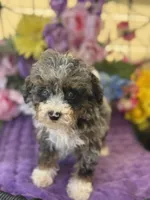 Baby Boy Micro , a male Poodle - Toy  and Miniature Bernedoodle for sale in Deland, FL – 4 of 10