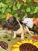 Bam Bam , a male Miniature Dachshund for sale in Deland, FL – 9 of 10