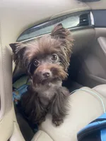 Cappi Jr , a male Yorkshire Terrier for sale in Deland, FL – 5 of 7