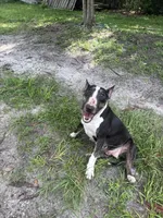 Cookie , a female Bull Terrier for sale in Deland, FL – 4 of 4