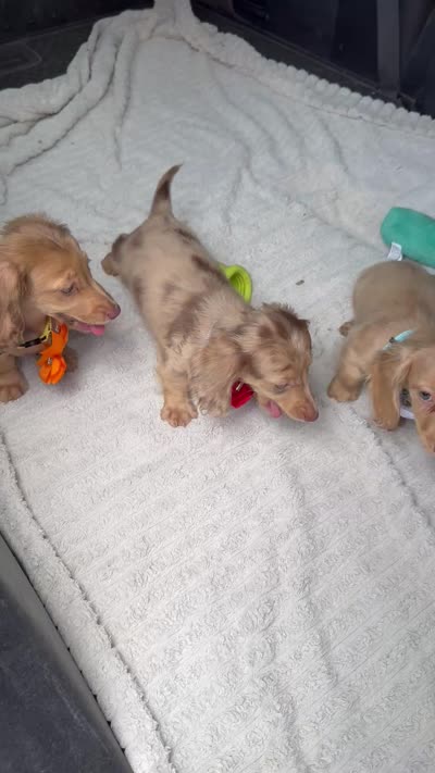 Sweet Tooth, a female Miniature Dachshund for sale in Deland, FL – 9 of 9