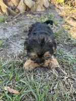 Bella , a female Yorkshire Terrier for sale in Deland, FL – Photo 4 of 6