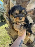Bella , a female Yorkshire Terrier for sale in Deland, FL – Photo 6 of 6