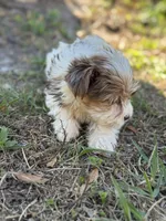 Pebbles , a female Yorkshire Terrier for sale in Deland, FL – Photo 2 of 7
