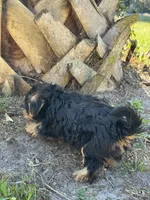 Bella , a female Yorkshire Terrier for sale in Deland, FL – Photo 2 of 6