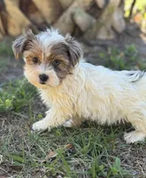 Pebbles , a female Yorkshire Terrier for sale in Deland, FL – Photo 1 of 7