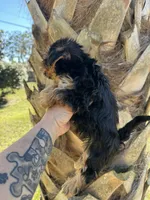 Bella , a female Yorkshire Terrier for sale in Deland, FL – Photo 3 of 6